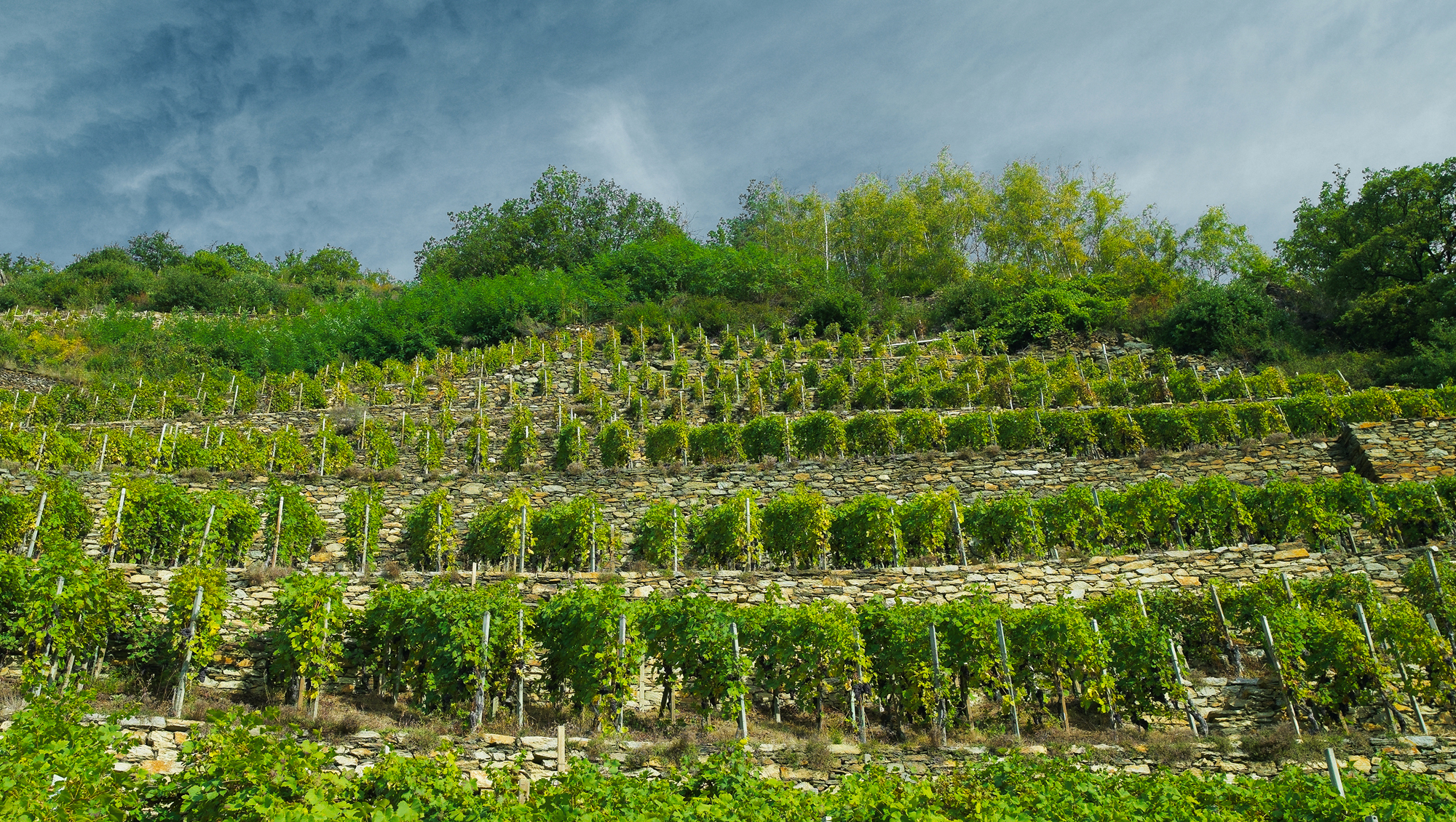 Weinregion Veltlin Weine aus Veltlin