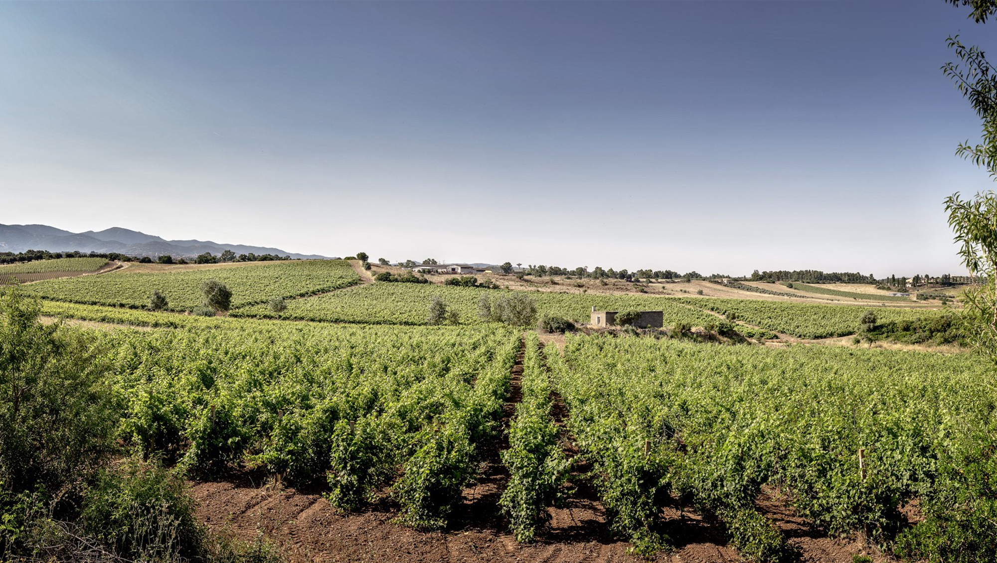 Weinregion Sardinien Weine aus Sardinien