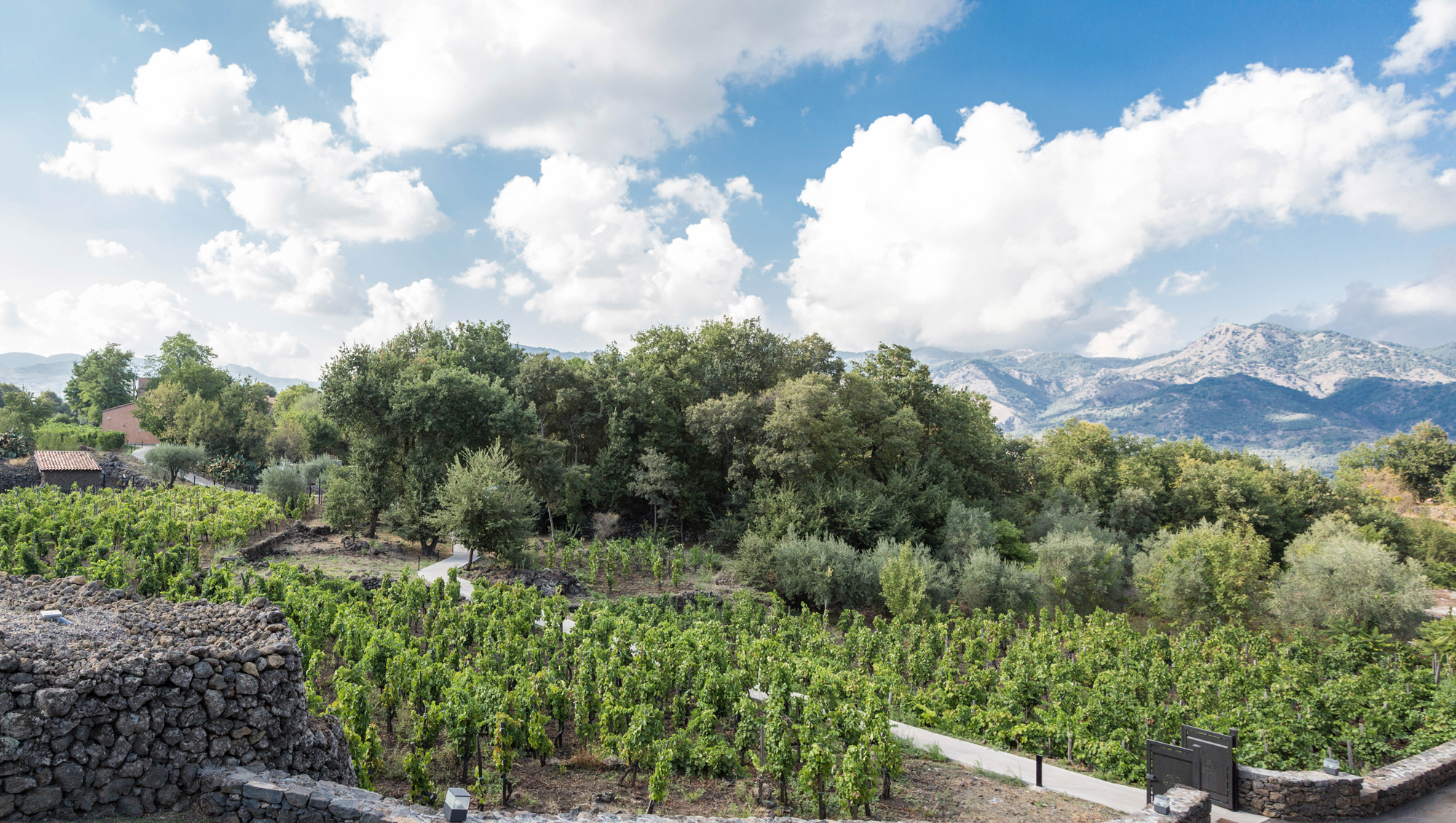 Weinregion Sizilien Weine aus Sizilien