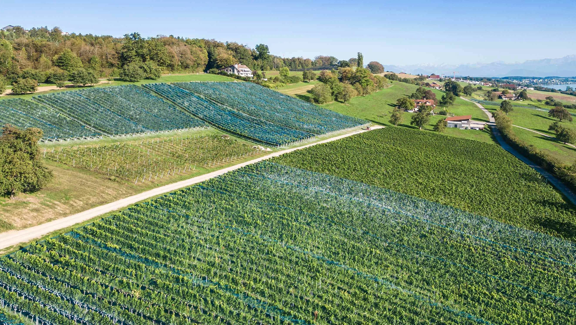 Weinregion Luzern Weine aus Luzern