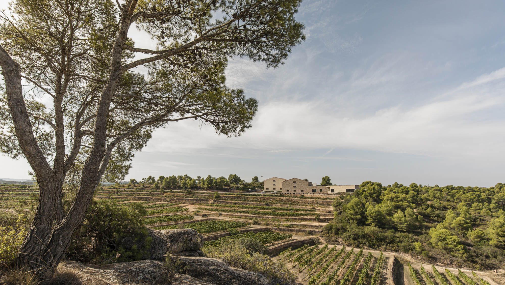 Weinregion Costers del Segre Weine aus Costers del Segre