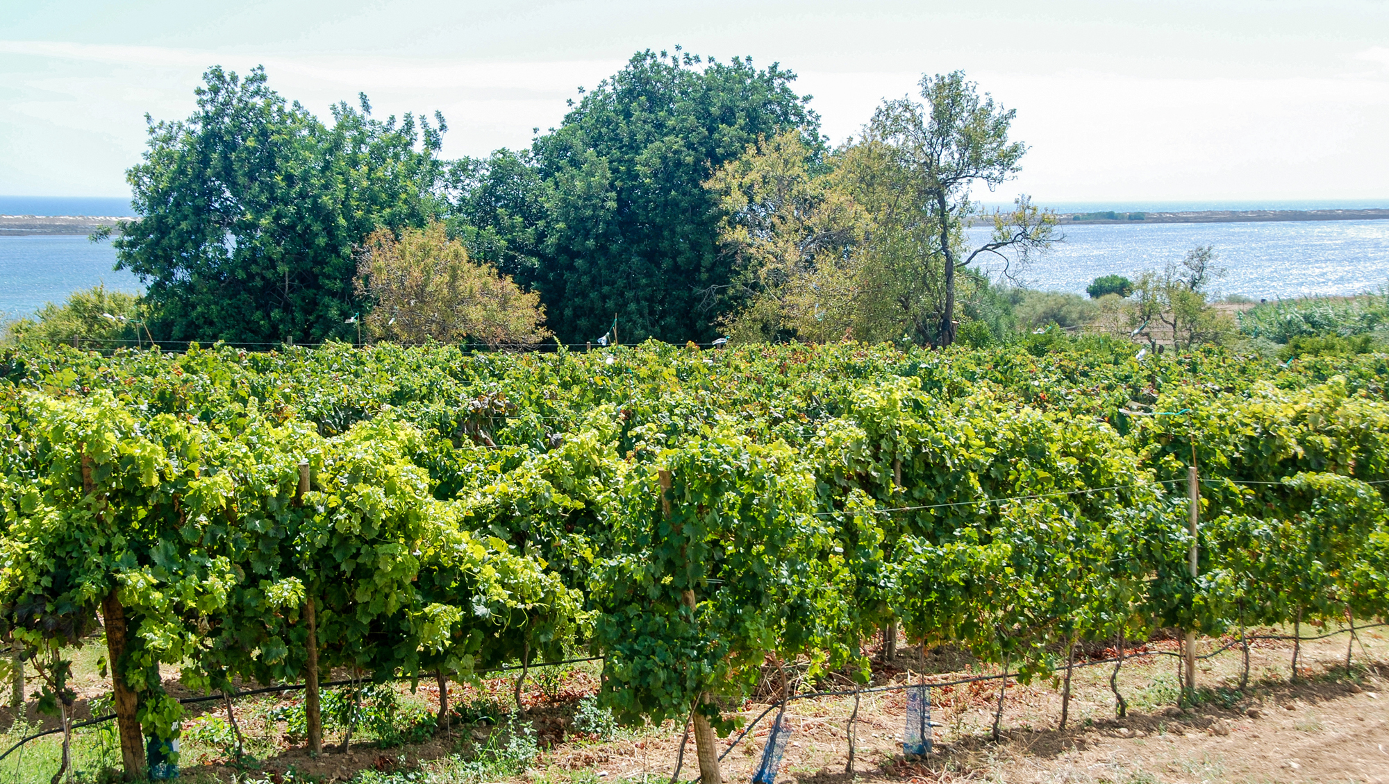 Weinregion Lisboa Weine aus Lisboa
