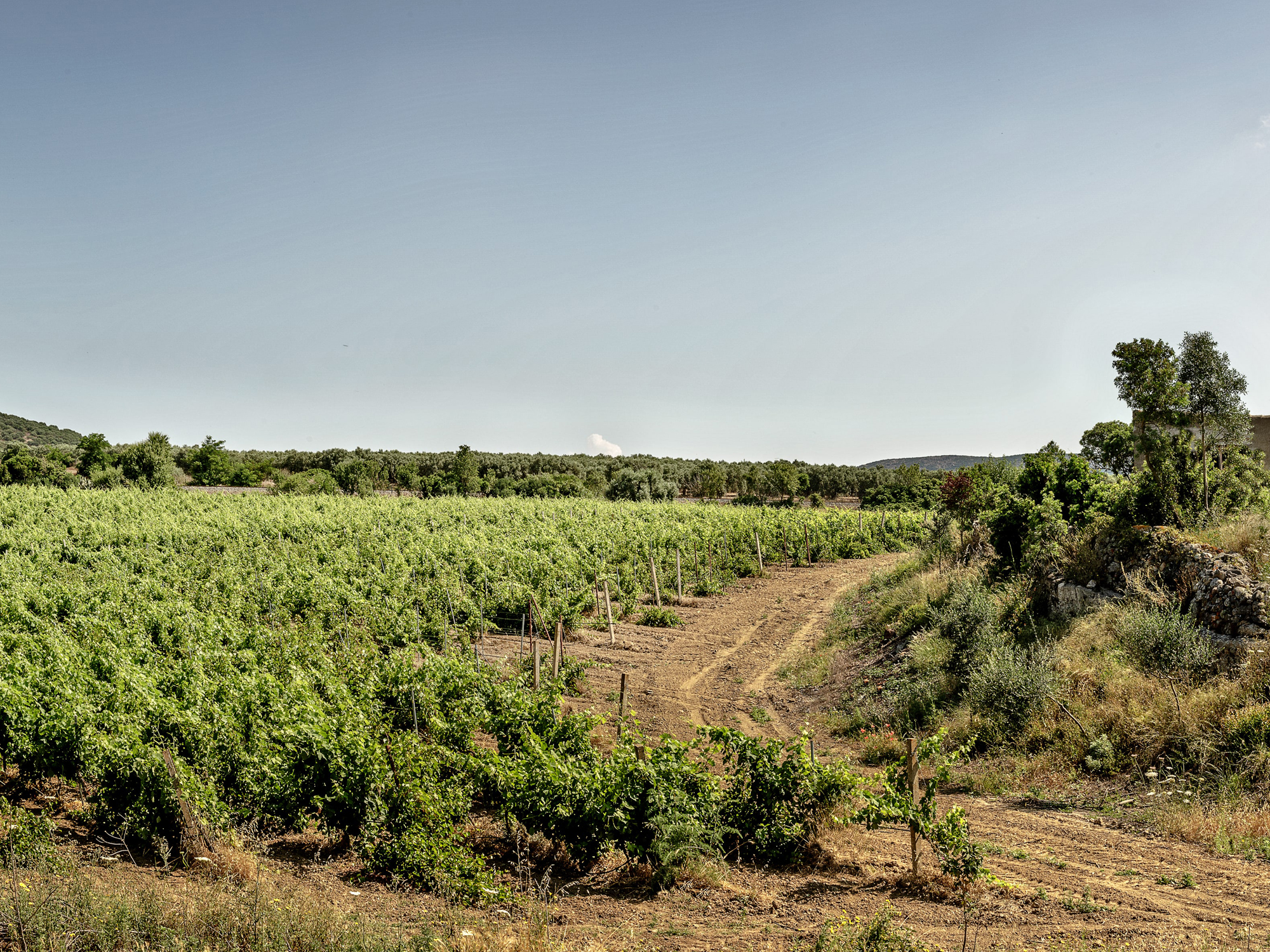 Weine von Mora e Memo Mora e Memo