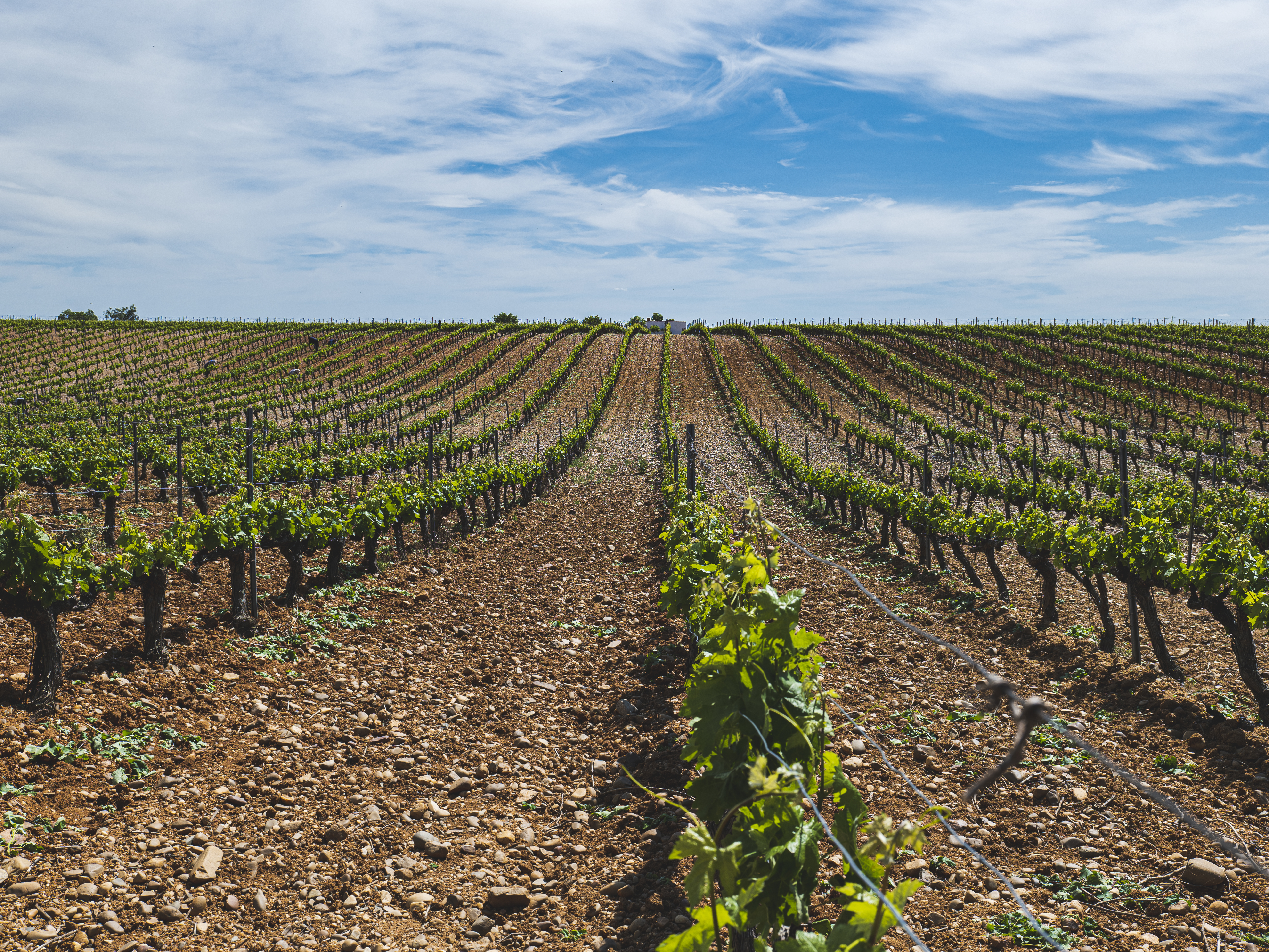 Weine von Bodegas Frutos Villar Bodegas Frutos Villar