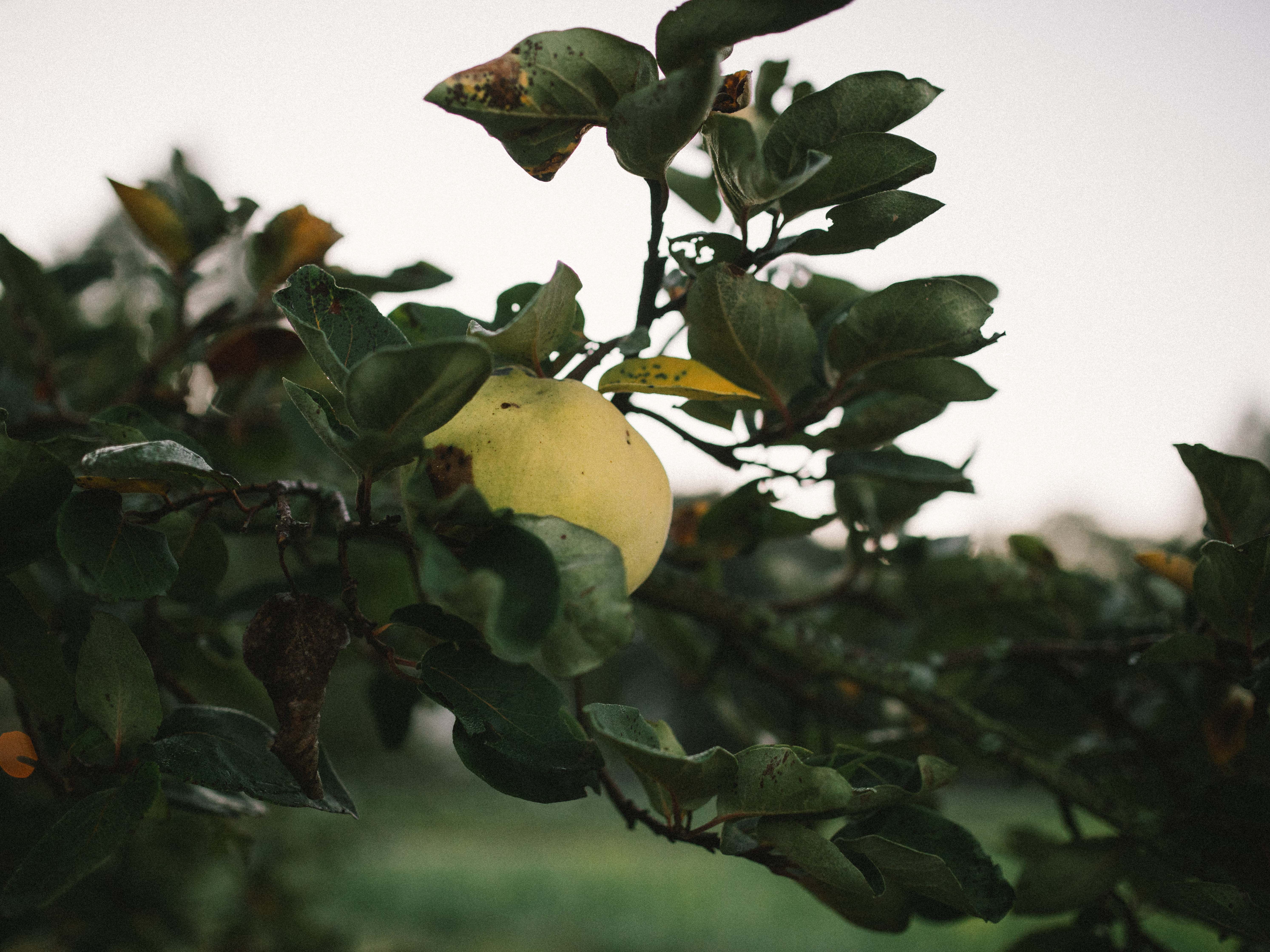 Weine von von Wiesen von Wiesen