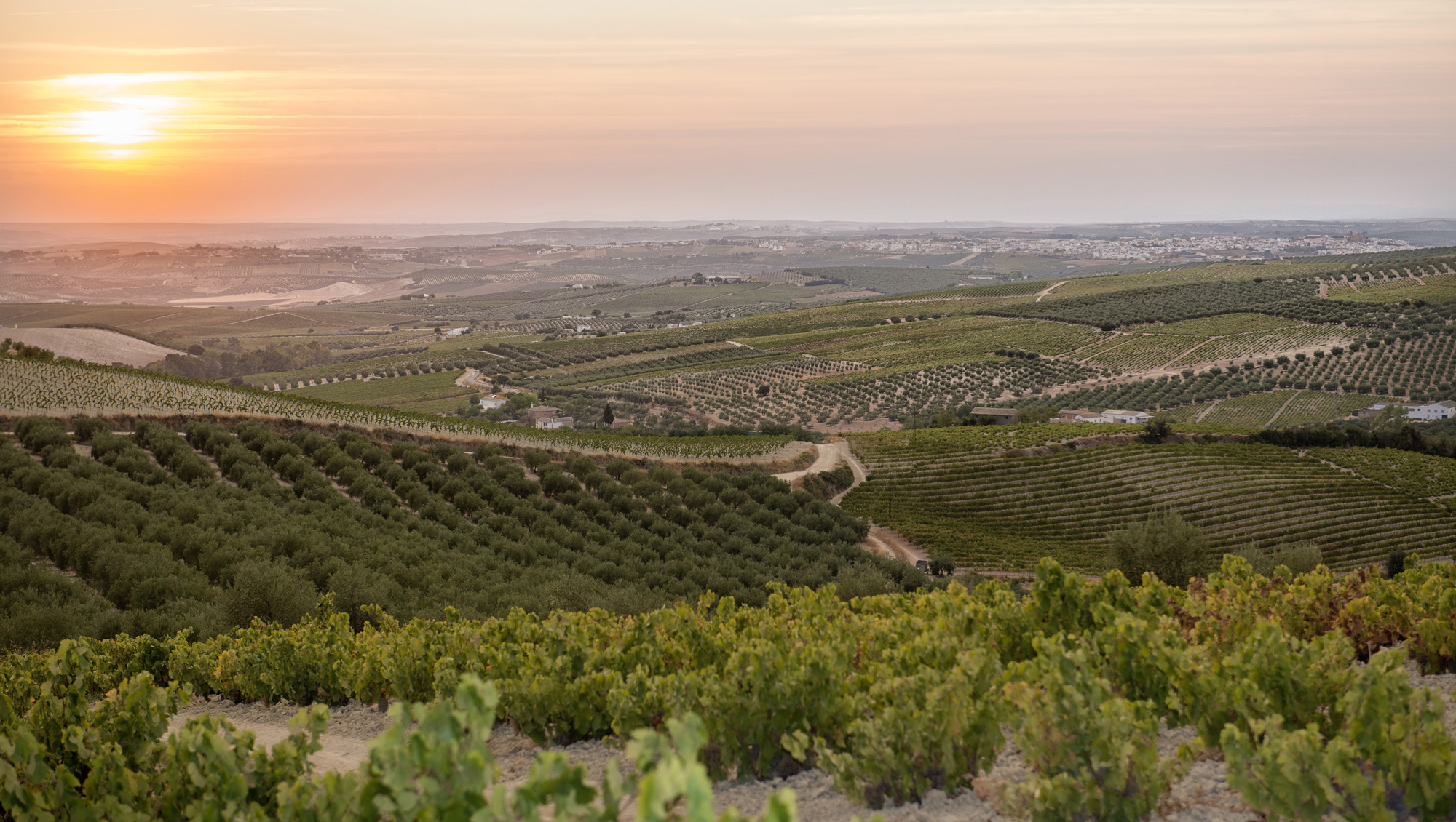 Weinregion Ribera del Guadiana Weine aus Ribera del Guadiana