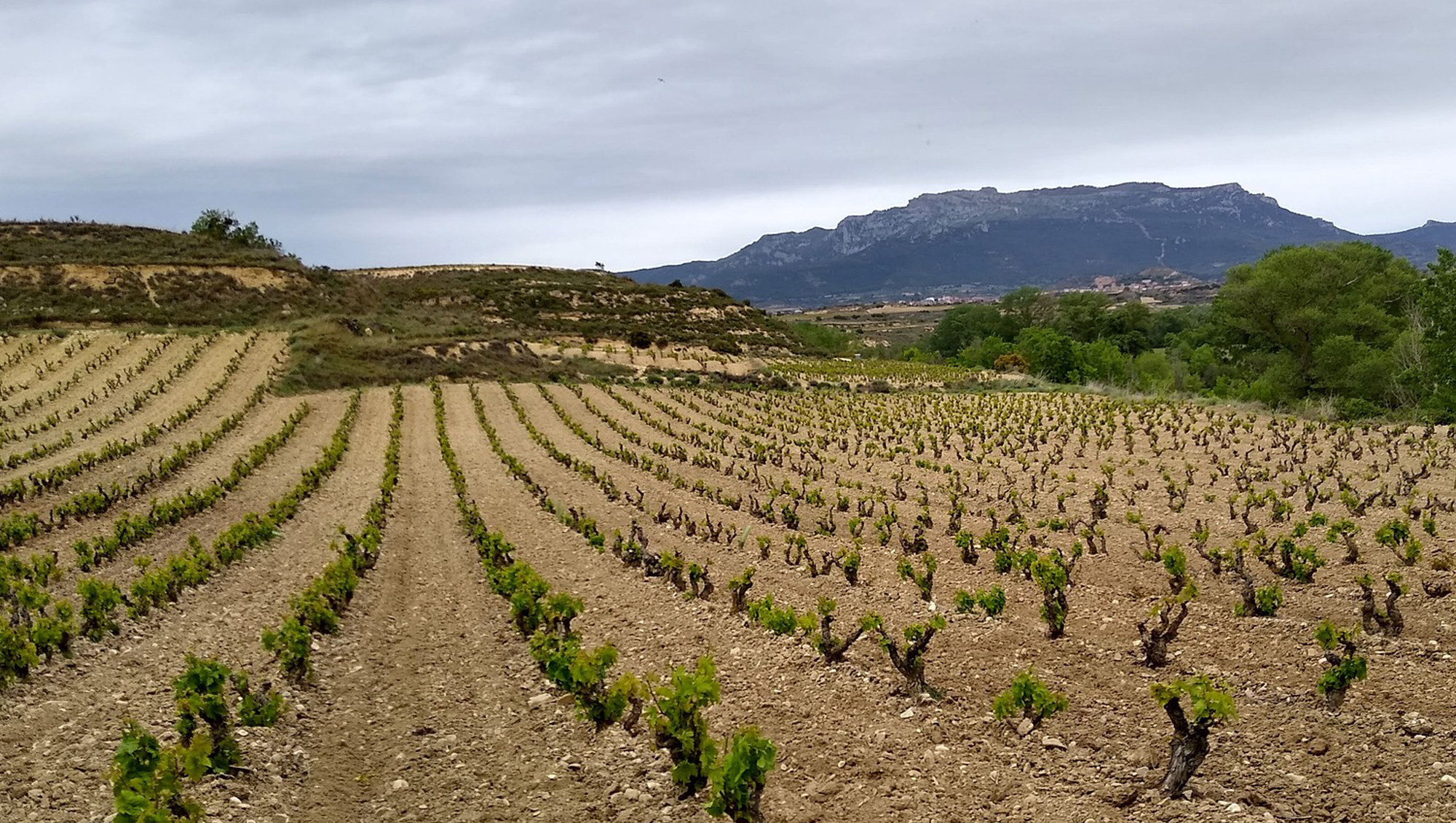 Weinregion Rioja Weine aus Rioja