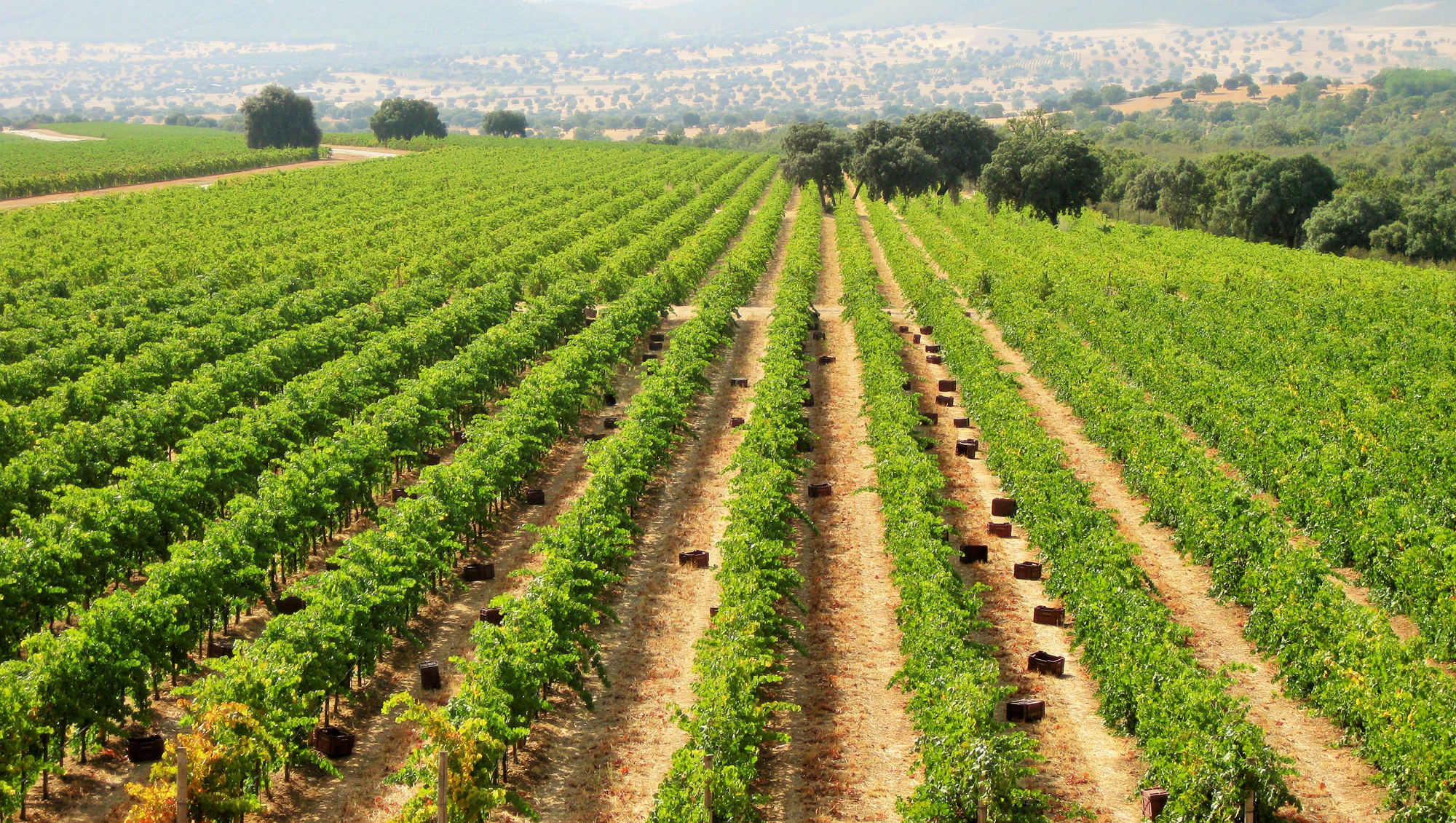 Weinregion Castilla La Mancha Weine aus Castilla La Mancha
